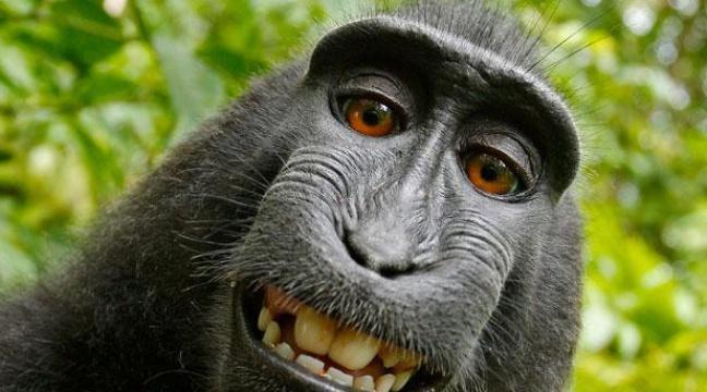 20Minutes's tweet photo. Etats-Unis: Peta dépose plainte au nom du singe qui prenait des selfies pour qu'il en soit ... http://t.co/pxxlWaHc7V http://t.co/UCFjdOCVqu