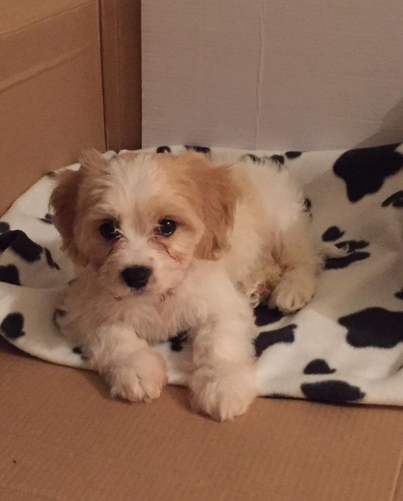 LauraJDale's tweet photo. Got this little cutey, Twitter world meet Barlow. Named after @GaryBarlow of course #cute #30thpresent http://t.co/ZRCayuz2rx