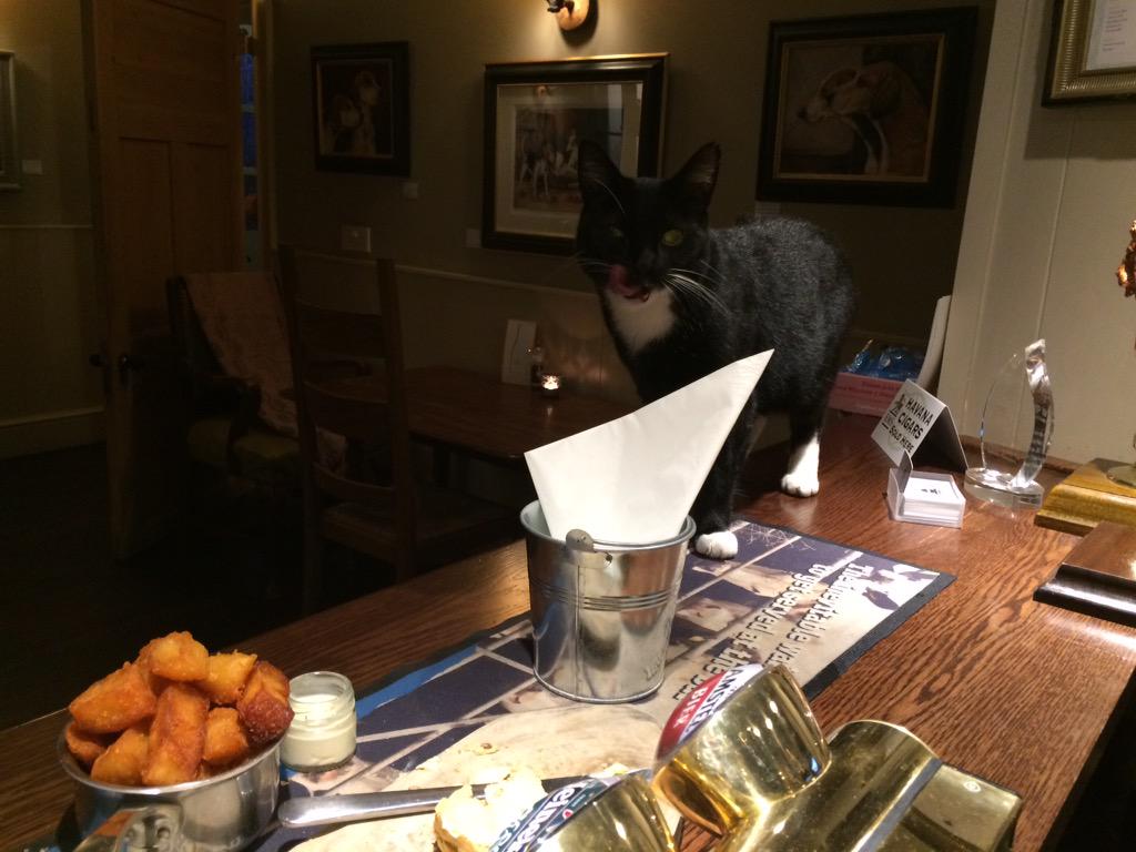 Mally The Ex Pub Cat tweet media