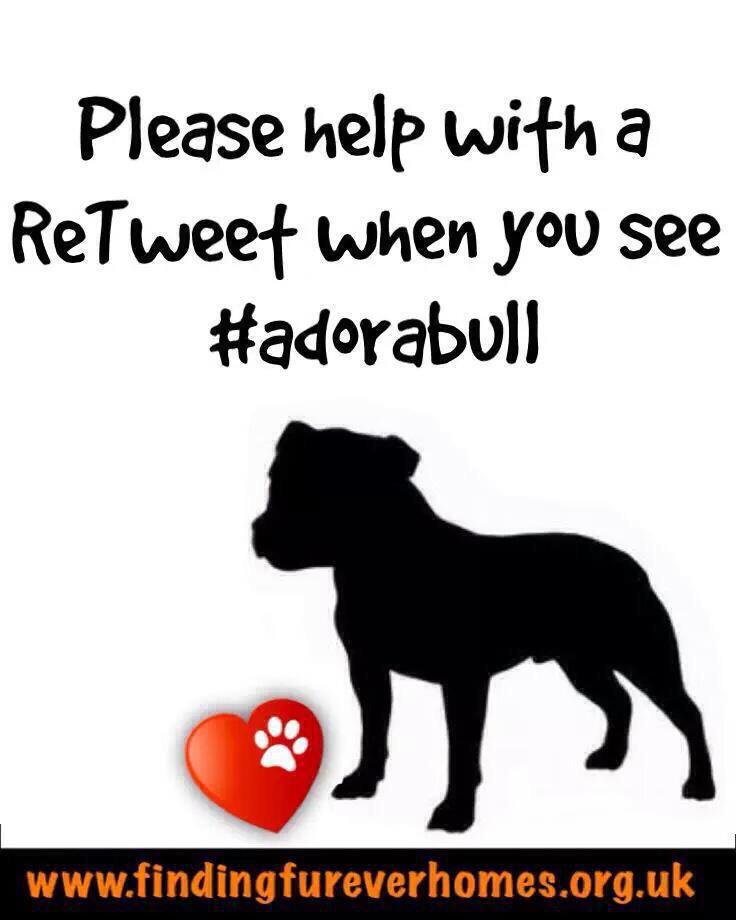loridowney3's tweet photo. If you see 👀 the hashtag #Adorabull, plz spare a RT to get the>@NWDogRescue pups noticed?
TY! 🐶🐾
#adoptdontshop #dogs http://t.co/oT8ijZ37Lw