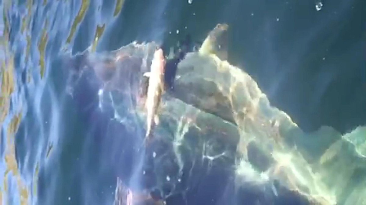 CBCNL's tweet photo. Bluefin tuna so large they're mistaken for dolphins off Bauline http://t.co/xynXFcB2GH http://t.co/yBJZpCW0yn