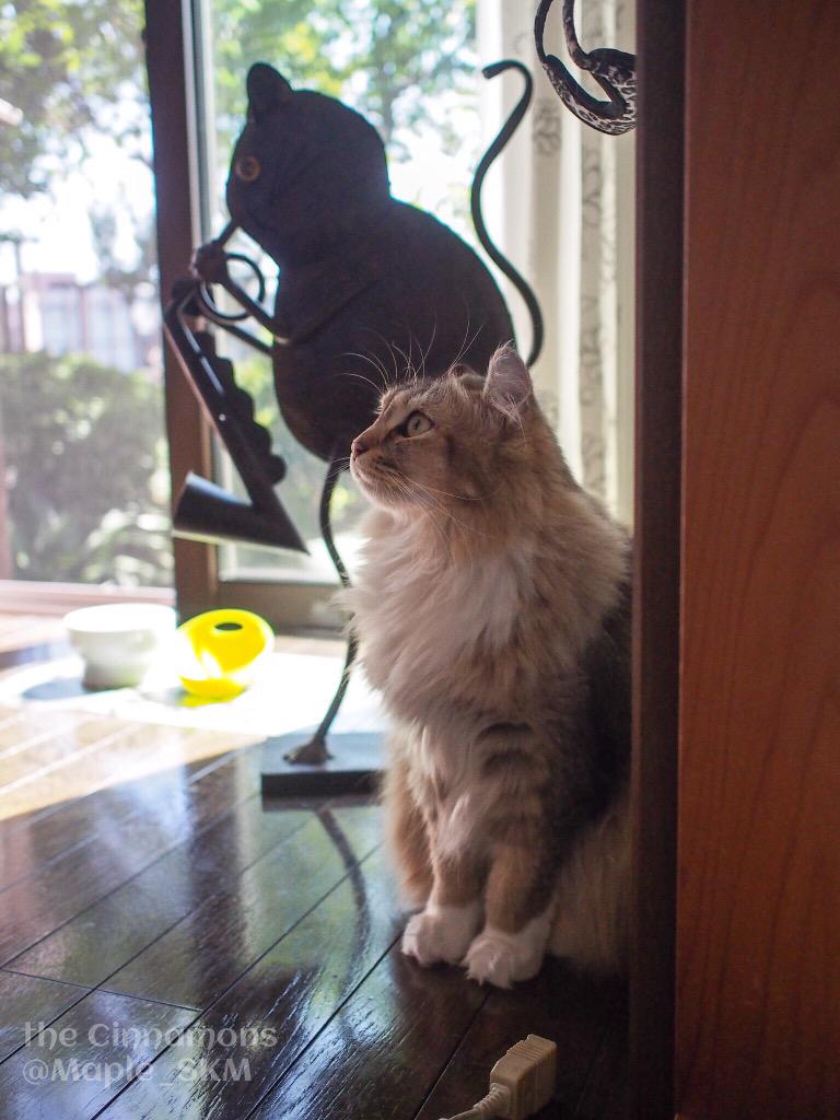 Maple_SKM's tweet photo. 今日のオリーブ。 / Today's Olive.  #猫 #cat #neko #americancurl http://t.co/qESCwtWRBW