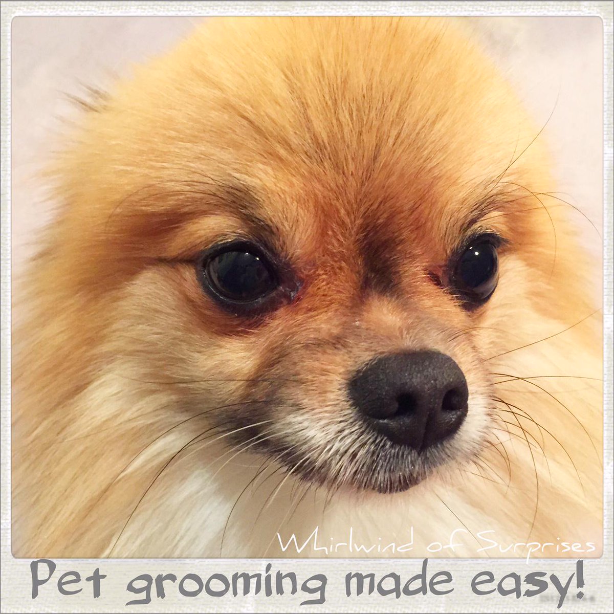 Pet Grooming Made Easy with tips and CHI for Dogs Dog Grooming Tips, CHI for dogs review