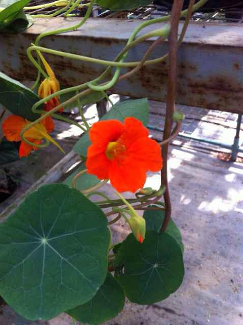 Enjoying Farm To Table Concept In Gioi Restaurant Jakarta At Edible Flowers