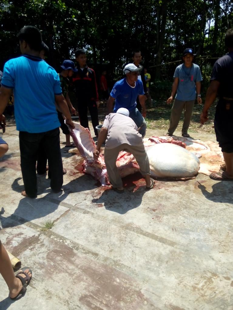 FSDMADEMUSH's tweet photo. Proses pengulitan dan pencacahan daging# BERBEQU 52 http://t.co/rcqhO9nEoO
