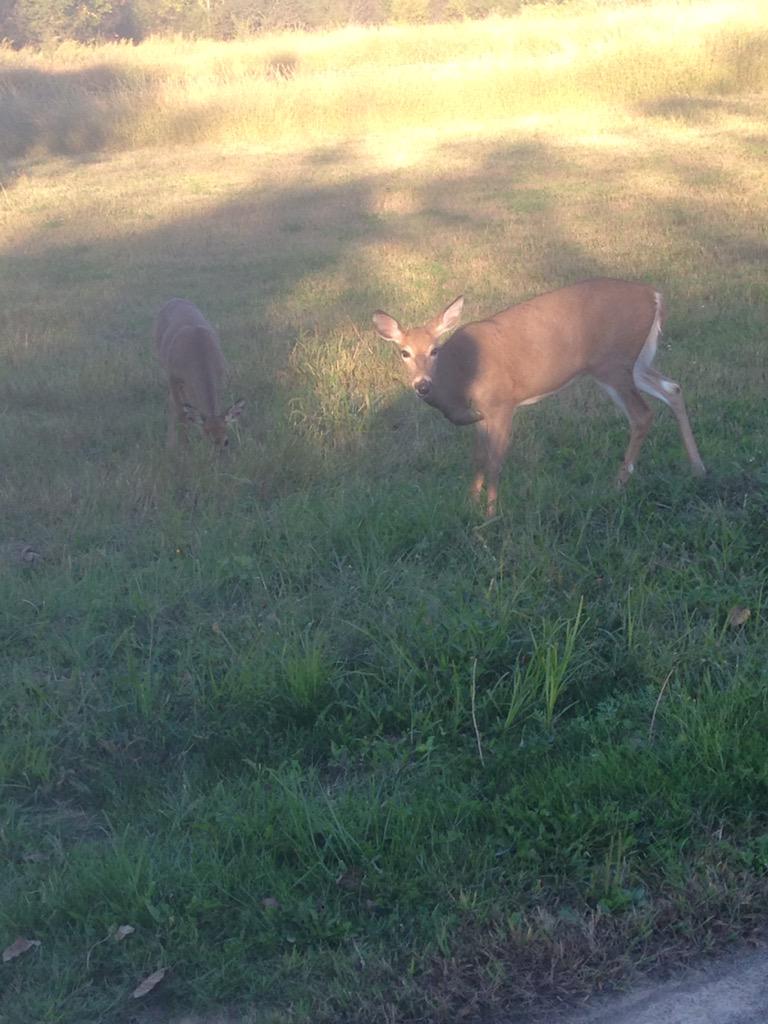 thebushwacker2's tweet photo. When you just chilling with deer on your bike ride home. #RITlife http://t.co/xv1sX9AJml