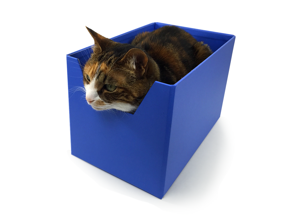 backercamp's tweet photo. 🐱 You know how your #cat ❤ boxes? @boxybed has made the perfect box for them https://t.co/GlB4KbrqlF #kickstarter http://t.co/mweO5qIIFL