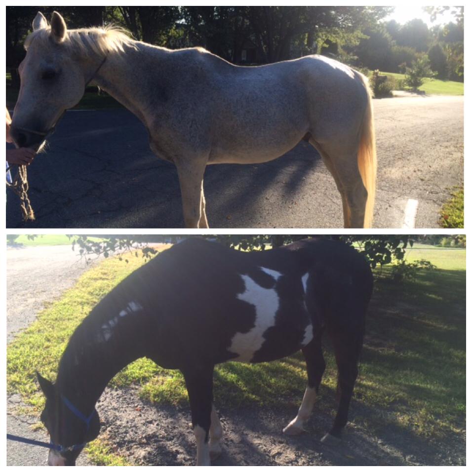 fairfaxcounty's tweet image. MT @fairfaxpolice: Are you missing 2 horses? These were found at an intersection in Great Falls. Call 703-691-2131