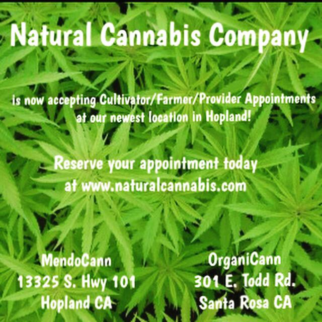 Harvest is upon us.  <a href="/OrganiCann1/">Organicann</a> <a href="/OaklandOrganics/">Oakland Organics</a>  <a href="/naturalcannabis/">Natural Cannabis</a>  #farmersfirst #naturalcannabis