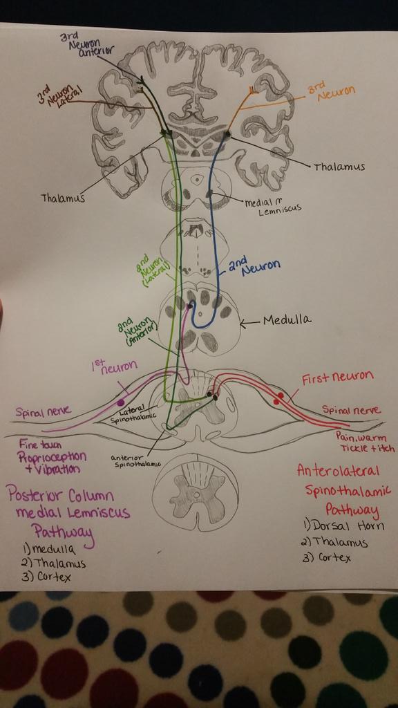 Nurse121's tweet photo. @mdtrouscher3 @RNKaylaBrown drew this tonight to study the pathways. Thought it might help. Let me know what u think. http://t.co/DwY7EFsChy