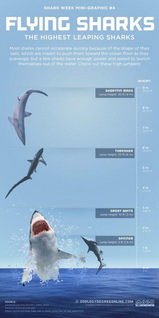 Shark Angel tweet media