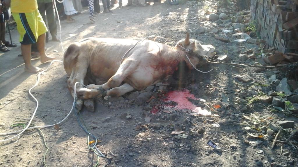 thank you dad has provided animal sacrifices for our family at home