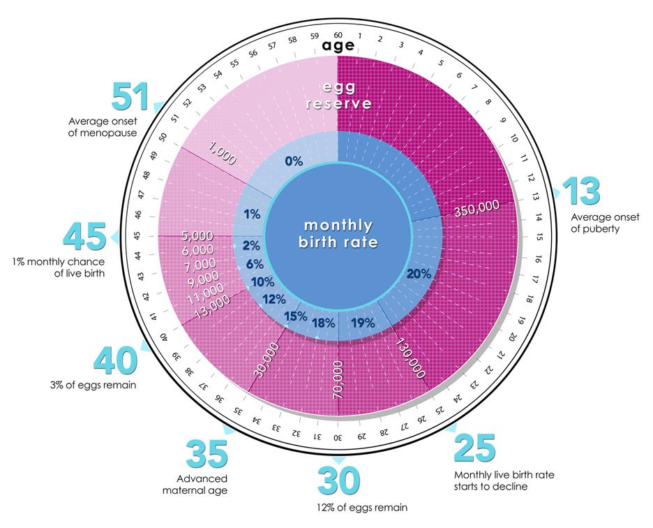 DrJohnJain's tweet image. Egg Count &amp;amp; Measuring #Fertility santamonicafertility.com/corner/egg-cou… #AMA #EggCount #EggQuality #Subfertility #Infertility #IVF