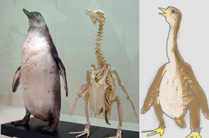 もしもペンギンが絶滅してて化石だけ発見されていたら？想像図を描いてみた Togetter
