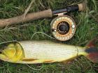 DutchessCoDU's tweet photo. #Win #PiraLodge #LiveAuction @DucksUnlimited #GoldenDorado #RiverTiger #Tamarack 9/26 http://t.co/O3QTW3A2vi http://t.co/hnXll4QIwY