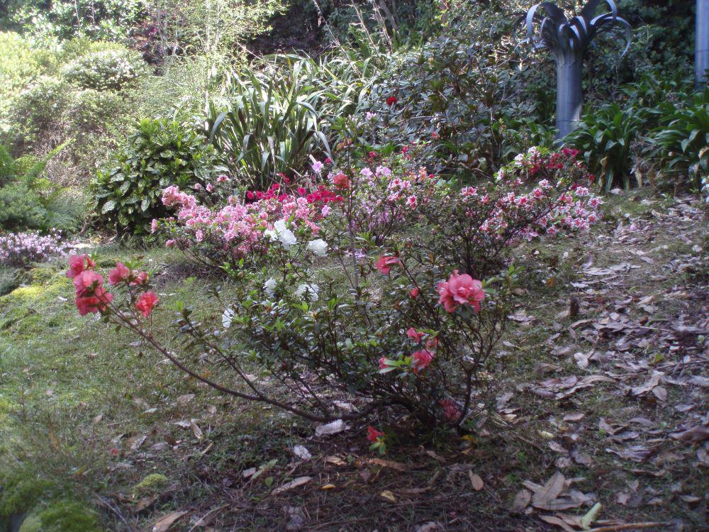 ValleyGardens's tweet photo. Azaleas are looking stunning at Valley Gardens at the moment. http://t.co/GBxk2lTrcb http://t.co/48Y9ppZeGp