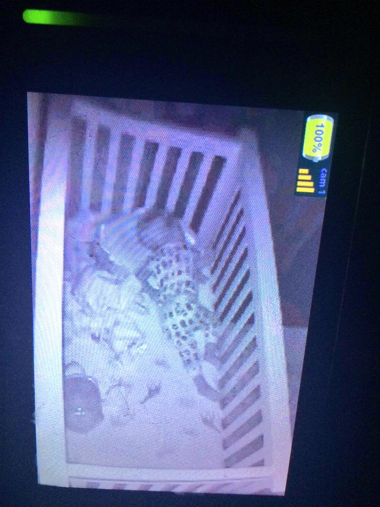 aanzalone's tweet image. Where oh where has my little one gone? #NPBigKid #healthysleep #stpartner #STScouts @Naturepedic @StrollerTraffic