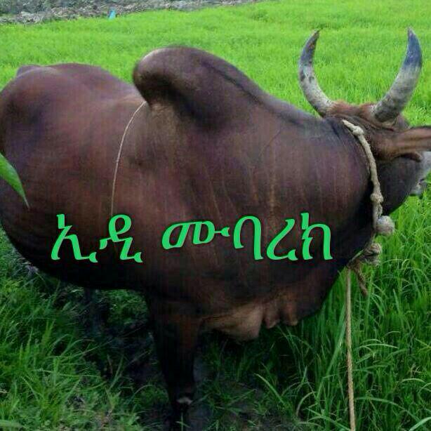 IAwaluu tweet picture