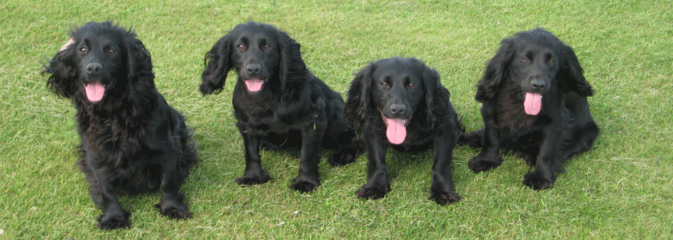 BGundogs's tweet photo. http://t.co/za2L9wT6pj