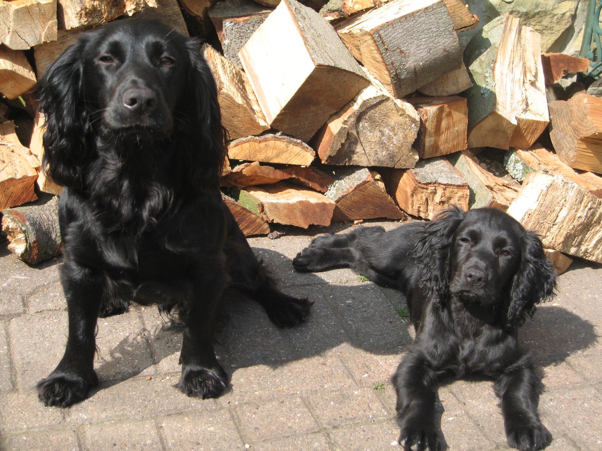 BGundogs's tweet photo. http://t.co/za2L9wT6pj