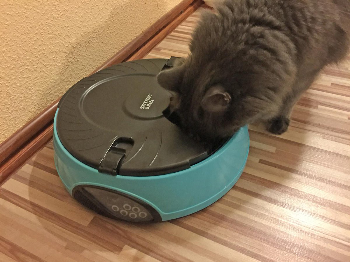 post_tech's tweet image. Накормленный кот, меньше хлопот!  #накормленныйКот