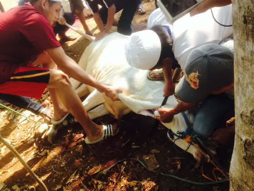 Alhamdulillah masih diberi kesempatan untuk ber-qurban
Segenap OSIS mengucapkan selamat hari raya Idul Adha🙏👼