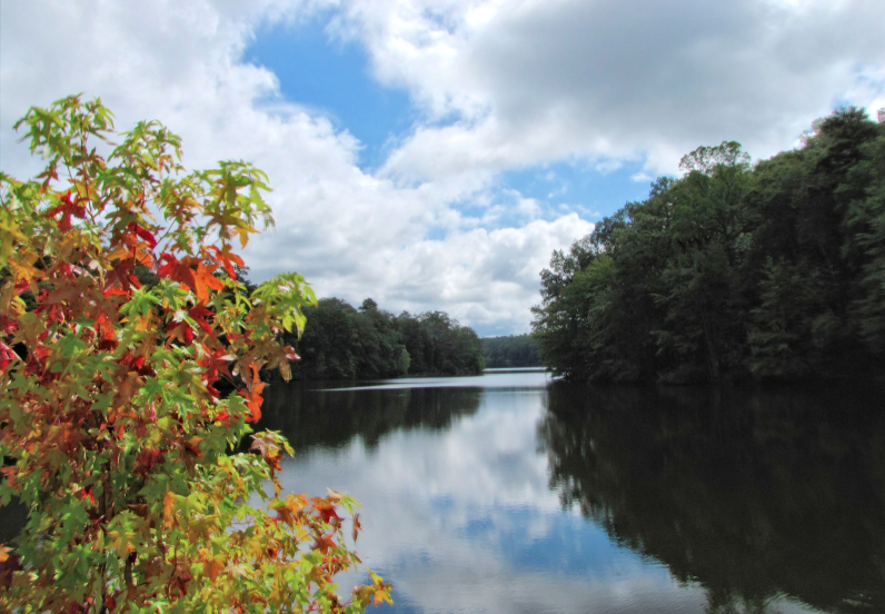 Everything Georgia tweet media