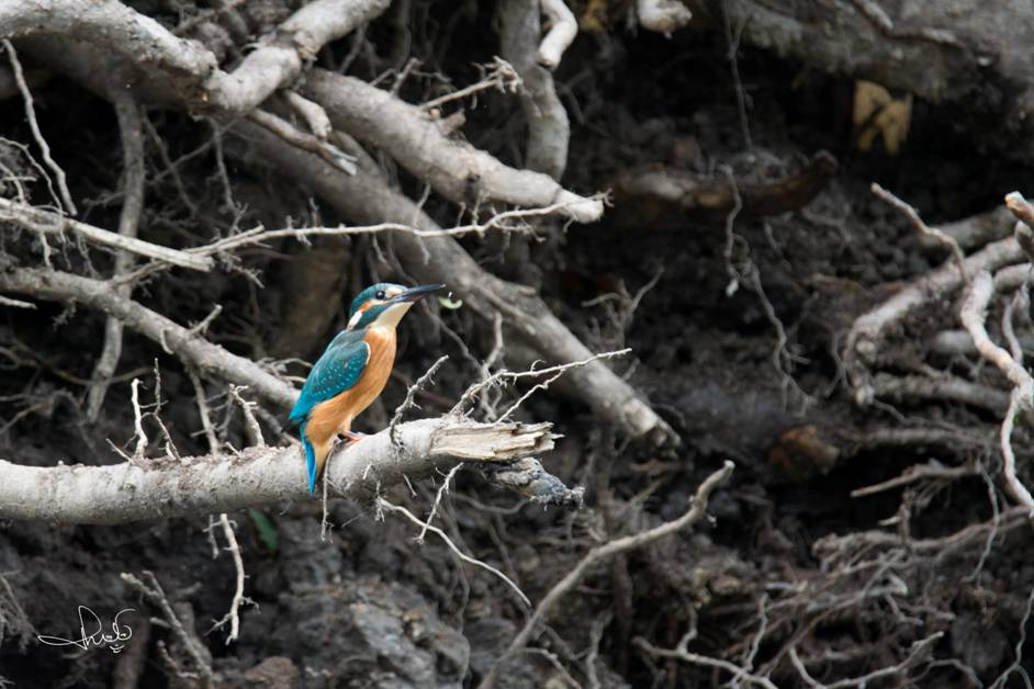OosterhofHolman's tweet photo. Eerste ijsvogel #ijsvogelwand #Duurswold Noord, uitgevoerd door @OosterhofHolman en @GMBtweet http://t.co/PQtFATftpN http://t.co/eshVdw14SU