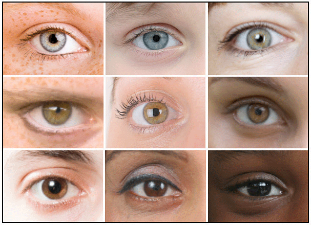 Как узнать какие глаза. Глаз в разрезе. Цвет глаз. Разные типы разреза глаз. Форма и цвет глаз.