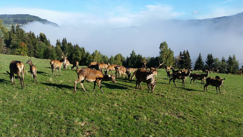 Vi ønsker HalstenstadHjortefarm velkommen som produsent i nettbutikken 123.no #lokalmat #hjortekjøtt