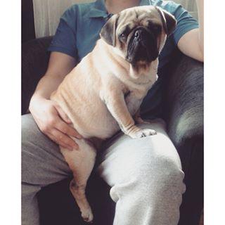 Joy_PhotoCam's tweet photo. #mopsen #karkonoski ;) #mops #pugpictures #pug #puglove #mopsywpotrzebie #dog http://t.co/A9IvvVjHha http://t.co/XLalhMAw8Q