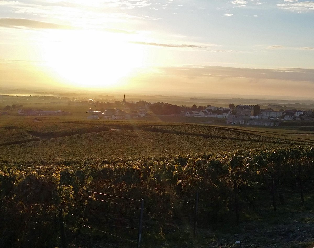 Champagne tweet media