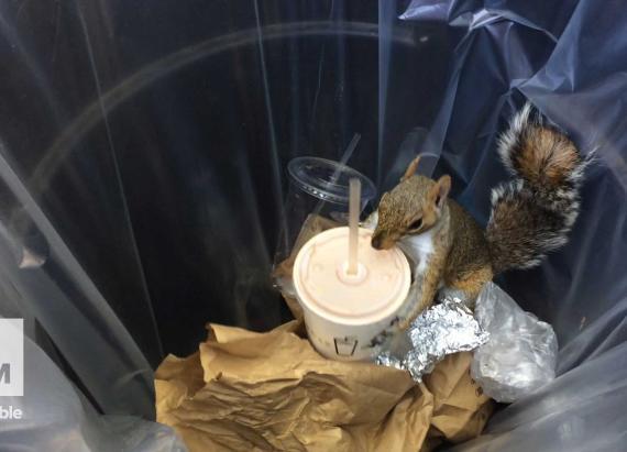 breakfasttv's tweet image. Move over #PizzaRat: #MilkshakeSquirrel is here! ow.ly/SBVoe