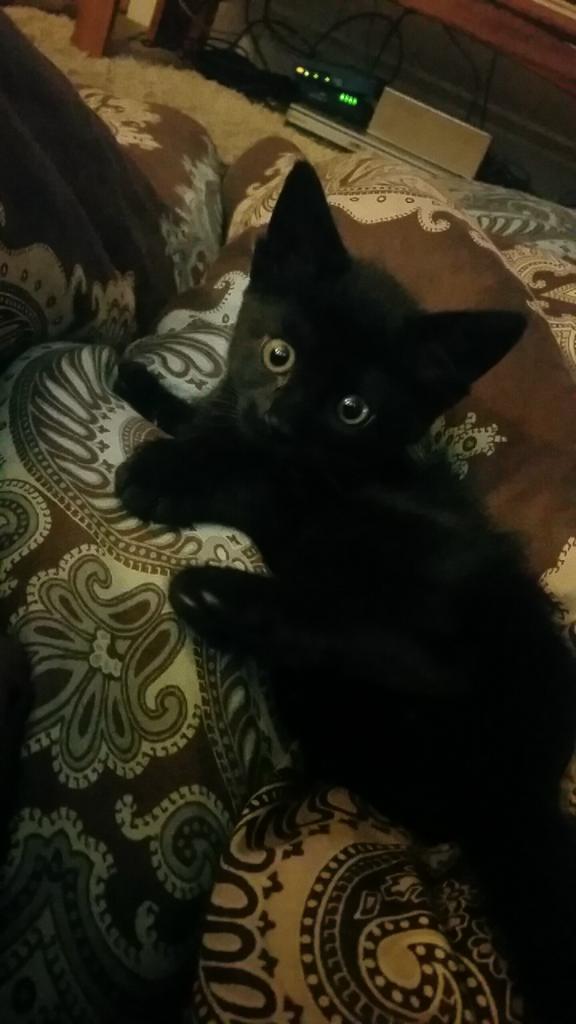 lanaskye88's tweet image. Lil Getdown is home and Balls free #Neutered #LittleBoyForever #SadMommy