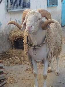 MohamedMial's tweet photo. Saha #aidkom http://t.co/yBv4HQ0w07