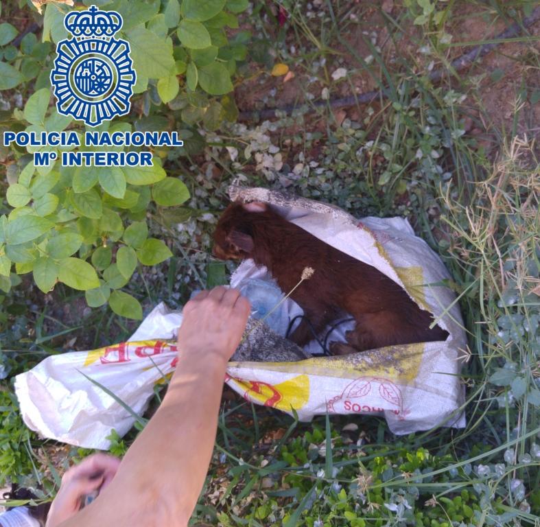 policia's tweet photo. El canalla que ató las patas de este cachorro y lo tiró al contenedor ya está detenido.El perro a salvo, en adopción http://t.co/5n8mqVRGRh
