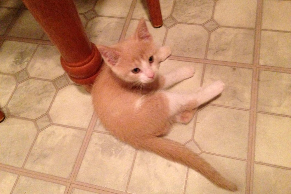 AOHAnimalRescue's tweet photo. Foster kittens Coral, Nemo and Crush. #rescue #adoptdontshop #kitten #kittens #kittenblockbusters #kitty #kitties http://t.co/AedjeQ3DdA