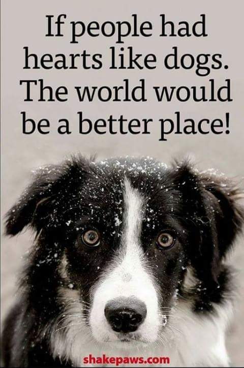 Nightowl400's tweet image. Ain't this the truth...... #dogsofjoy