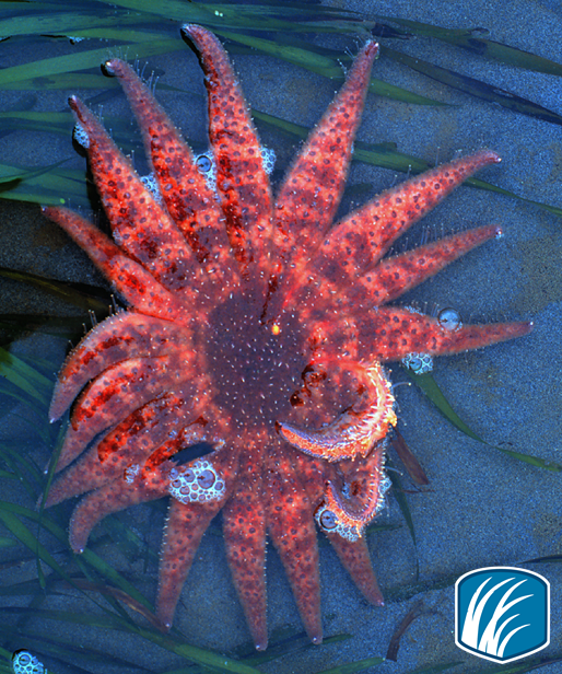 NOAADigCoast's tweet photo. Important habitats &amp; spawning grounds, #estuaries are thriving with life! http://t.co/yGFNSnsQnS #EstuariesWeek http://t.co/PQ9elNGMTT