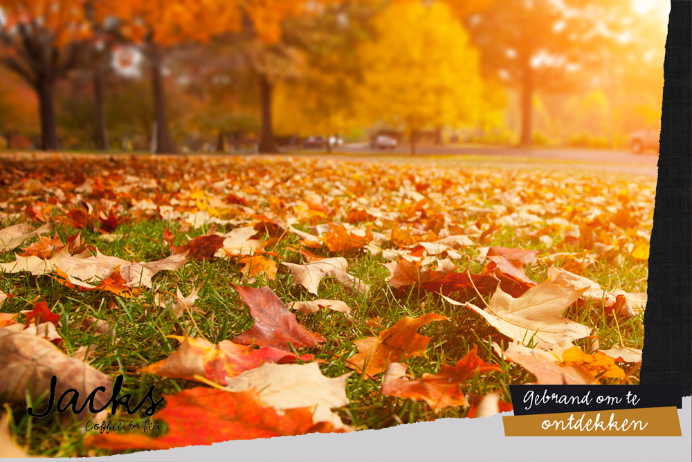 Proef de herfst: Giotto Intenso! Pittige koffie met tonen van zandgebak &amp; aroma's van bloemen &amp; donker fruit. #herfst