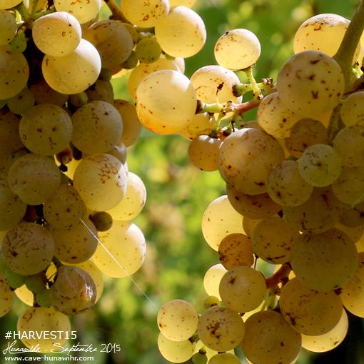 CoopHunawihr's tweet photo. Le beau temps est de retour, pour le plus grand plaisir de nos vendangeurs ! #DrinkAlsace

http://t.co/vb6XgMMP5S http://t.co/M5Xdi7Vhdf