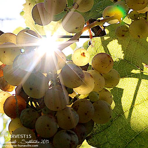 CoopHunawihr's tweet photo. Le beau temps est de retour, pour le plus grand plaisir de nos vendangeurs ! #DrinkAlsace

http://t.co/vb6XgMMP5S http://t.co/M5Xdi7Vhdf