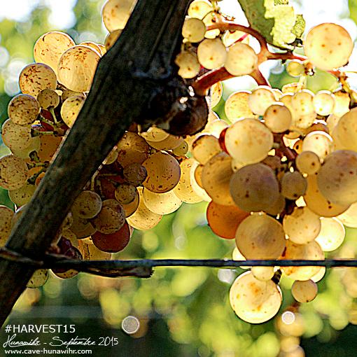 CoopHunawihr's tweet photo. Le beau temps est de retour, pour le plus grand plaisir de nos vendangeurs ! #DrinkAlsace

http://t.co/vb6XgMMP5S http://t.co/M5Xdi7Vhdf