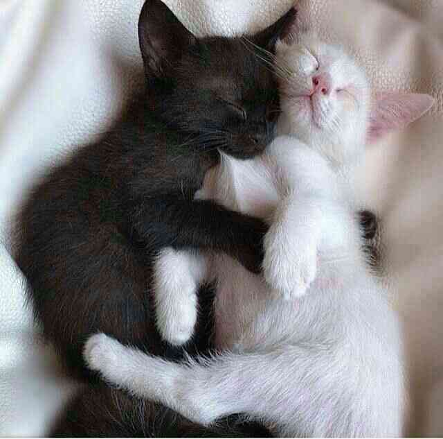 leopard4102's tweet photo. @paradisemariya @aster176562331 @SaamSaam2013 I love you http://t.co/VpQMhZZ2Ol
