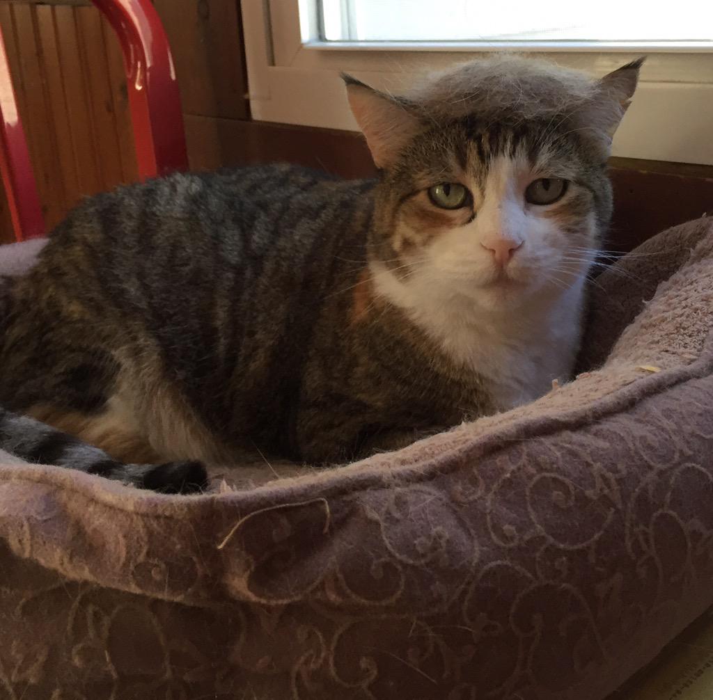 reaganflyg's tweet photo. Sweetie Sweet Pea is beautiful #TrumpYourCat http://t.co/RBoJGFyaaj