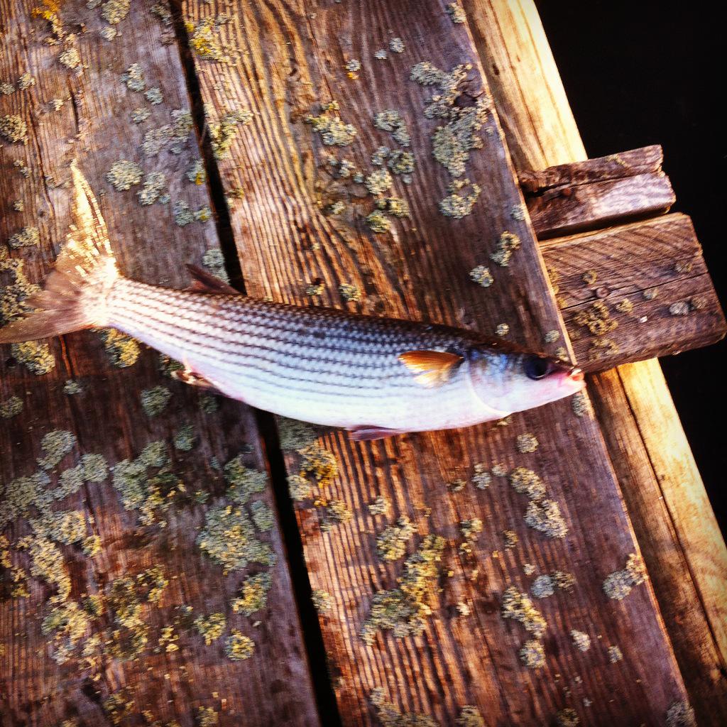 pescheriaonline's tweet photo. Abbiamo iniziato la #pesca alla #bosega #biologica, e non dite che è un #cefalo !! http://t.co/RIeoYC39Ee #pesce http://t.co/RxC5uGN00l