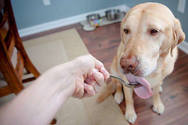 Mart1naConnor's tweet photo. Did you know that coconut oil has a LOT of benefits to your dog's health? http://t.co/mrQJTYaJ40 #dognutrition http://t.co/xRBz8z2PR0