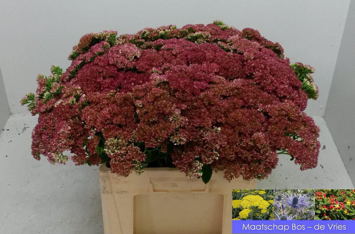 MtsBosdeVries's tweet photo. #wvwm Weer een leuk karretje op de #Bloemistenklok NLD met #Sedum, #Hypericum en... weer een paar fusten #Eryngium! http://t.co/CQJZLHvlmx