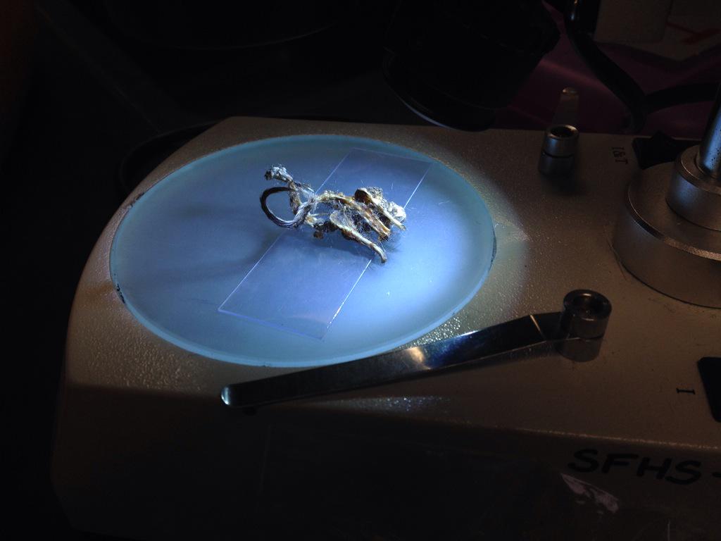 MrsSciMiller's tweet photo. Bones on the brain during owl pellet dissection #massgrave #forensicanthropology #forensicsskills http://t.co/fYjVQRY0ar
