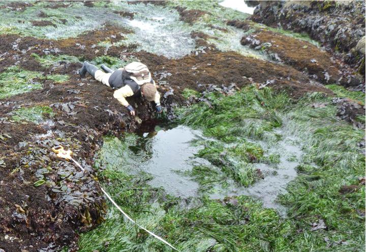 SaltyCritter's tweet photo. Sometimes, this is the best way to tidepool. Amazing what you'll see when you slow down. #BellyBiology #intertidal http://t.co/wB8Ar4aQXw